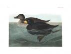 Black Scoter